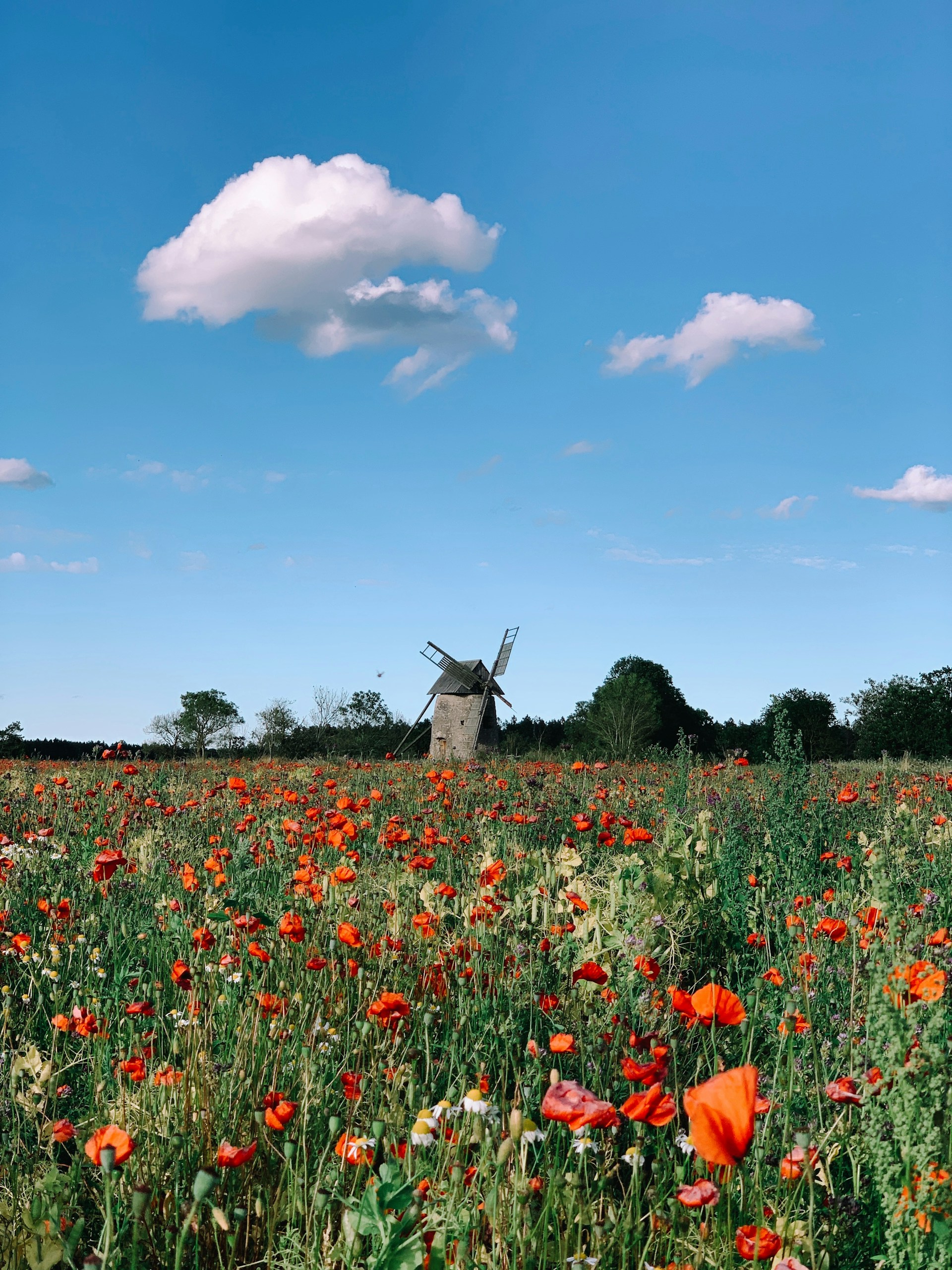 Poppy fields and a windmill on Öland, a Hermes Group destination